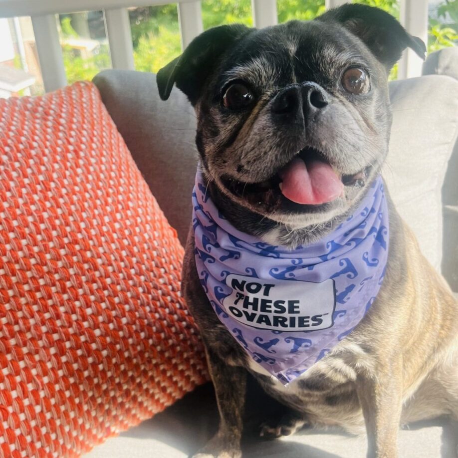 NTO Dog Bandana